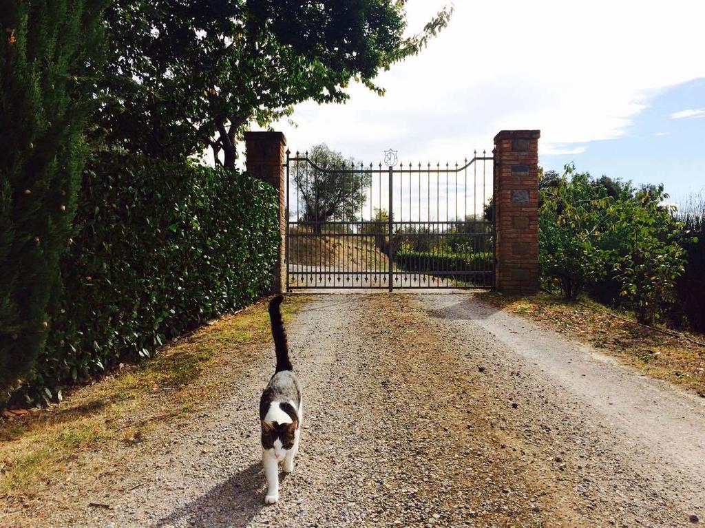 Agriturismo La Bicocca - Apt. "Il Leccio" Castel Rigone الغرفة الصورة